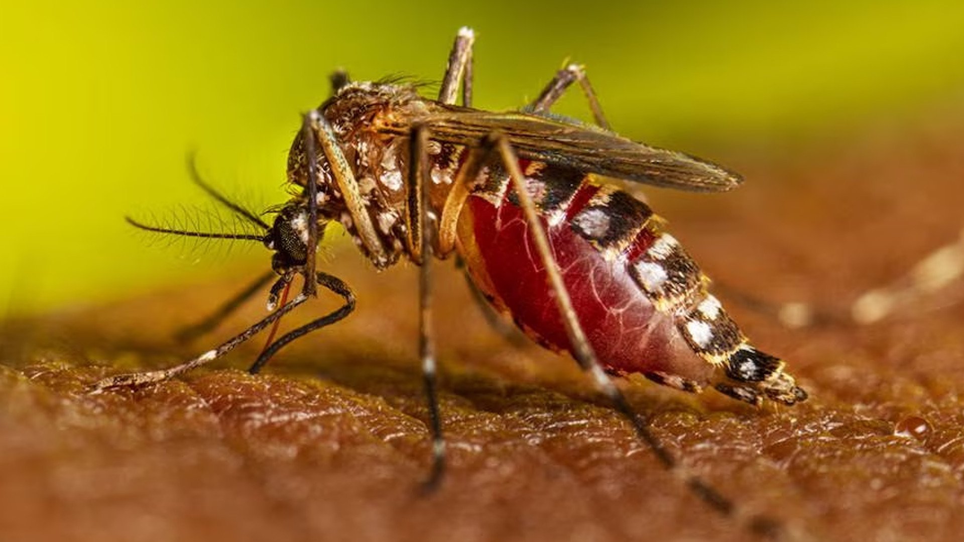 chikungunya tratamiento